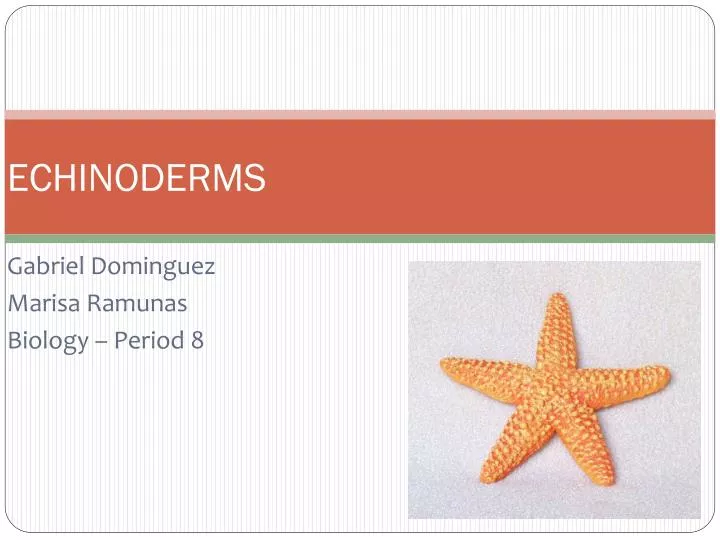 echinoderms