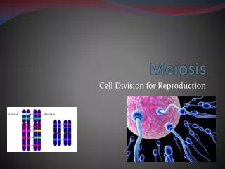 Meiosis