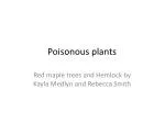 Poisonous plants - slide 1
