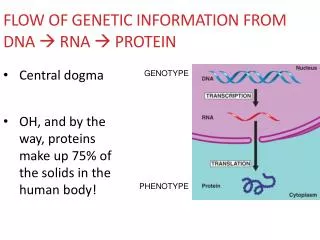 Flow of Genetic Information from DNA ? RNA ? Protein