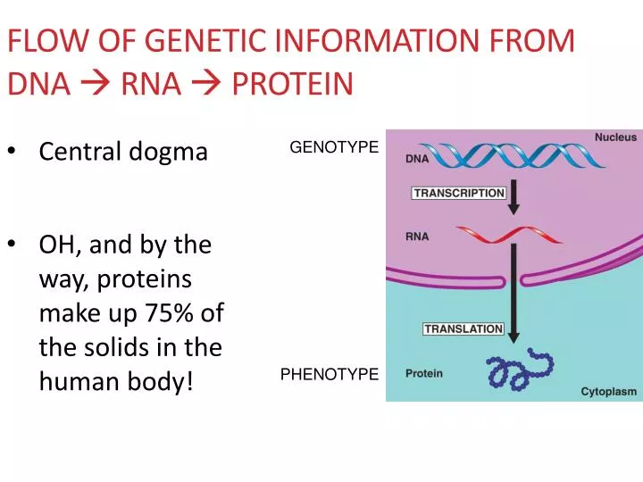 flow of genetic information from dna rna protein