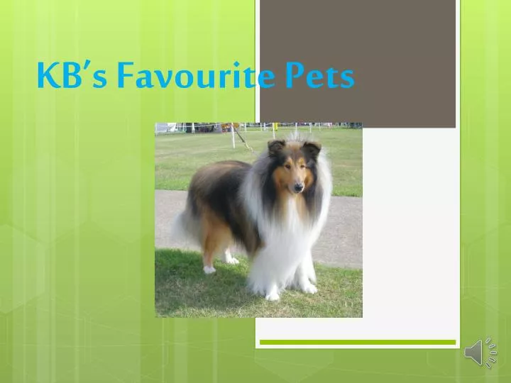 kb s favourite pets