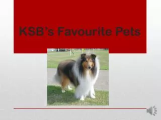 KSB’s Favourite Pets