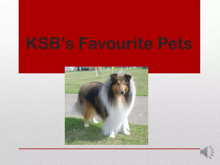 ksb s favourite pets