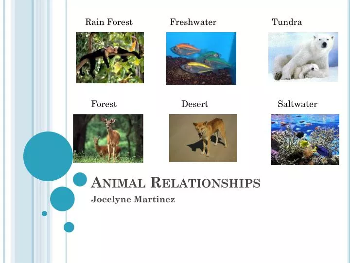 animal relationships