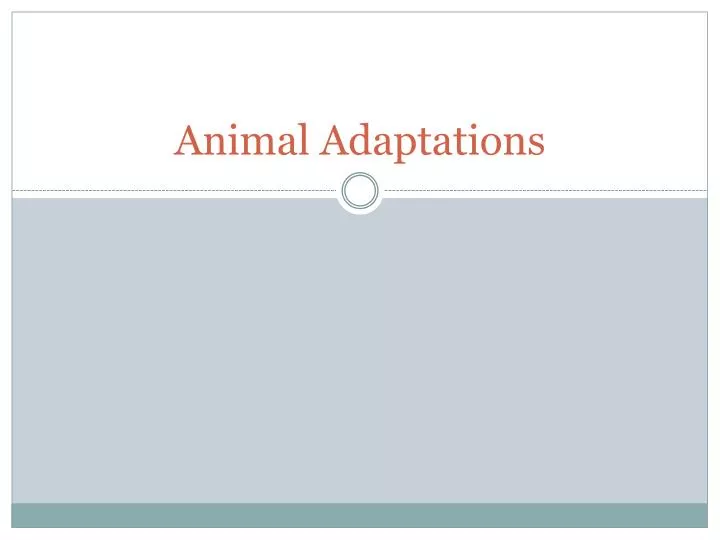 animal adaptations