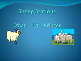 Sheep Stations Ethan Mrs.Kringer