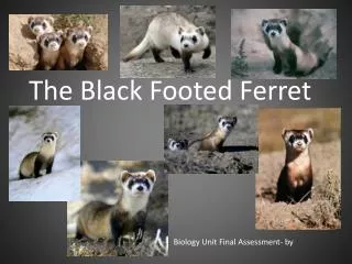 The Black Footed Ferret