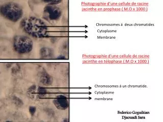 photographie d une cellule de racine jacinthe en t lophase m o x 1000