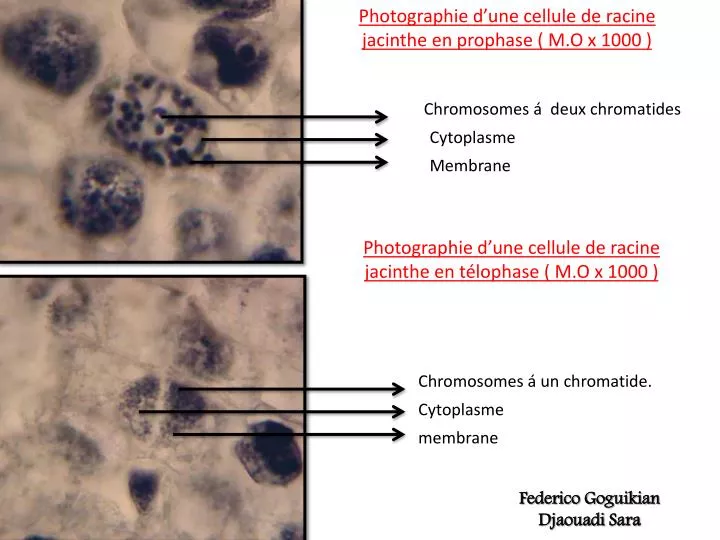 photographie d une cellule de racine jacinthe en t lophase m o x 1000