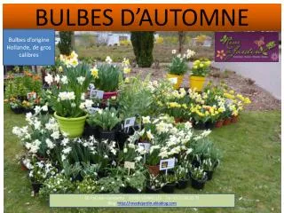 bulbes d automne