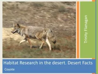 Habitat Research in the desert. Desert Facts Coyote