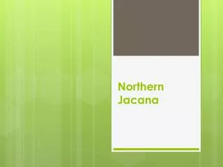 northern jacana