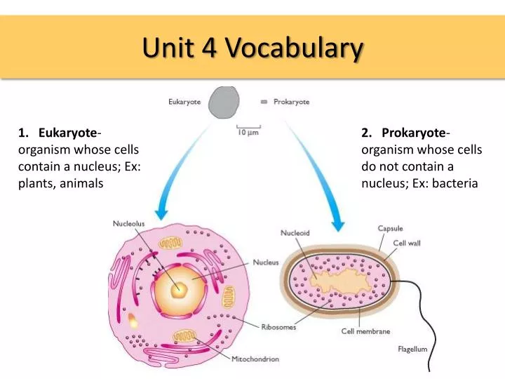 unit 4 vocabulary