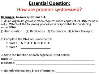 Essential Question: How are proteins synthesized?