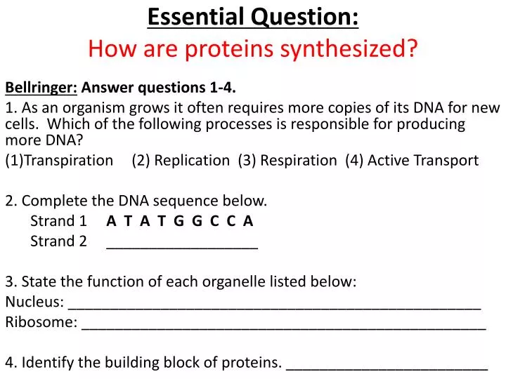 essential question how are proteins synthesized