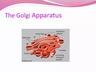 The Golgi Apparatus