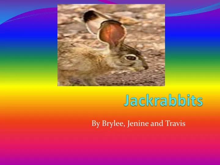 jackrabbits