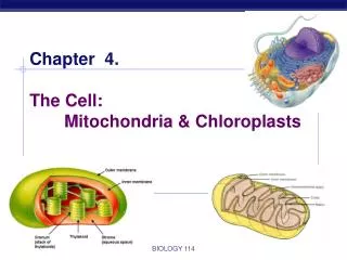 Chapter 4. The Cell: 	Mitochondria &amp; Chloroplasts