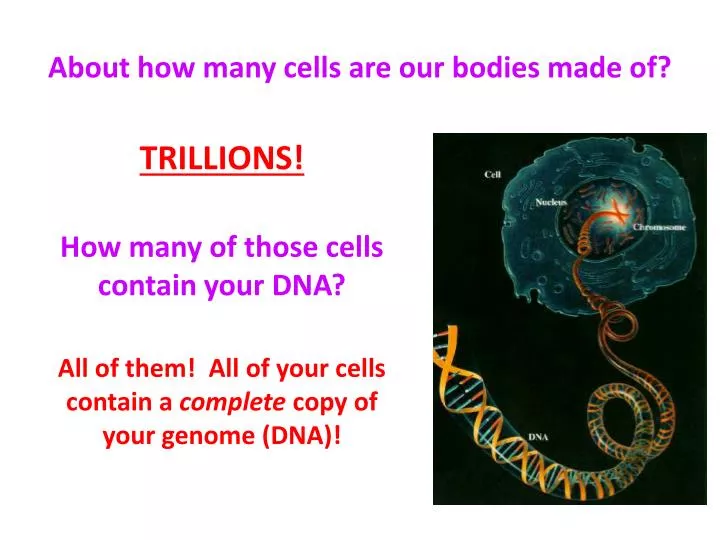 about how many cells are our bodies made of