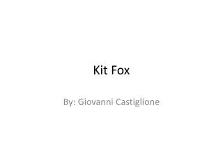 Kit Fox