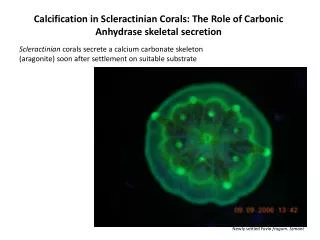 Calcification in Scleractinian Corals: The Role of Carbonic Anhydrase skeletal secretion