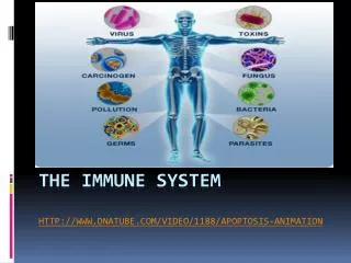The Immune System http://www.dnatube.com/video/1188/Apoptosis-animation
