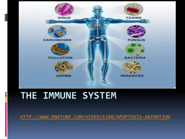 the immune system http www dnatube com video 1188 apoptosis animation