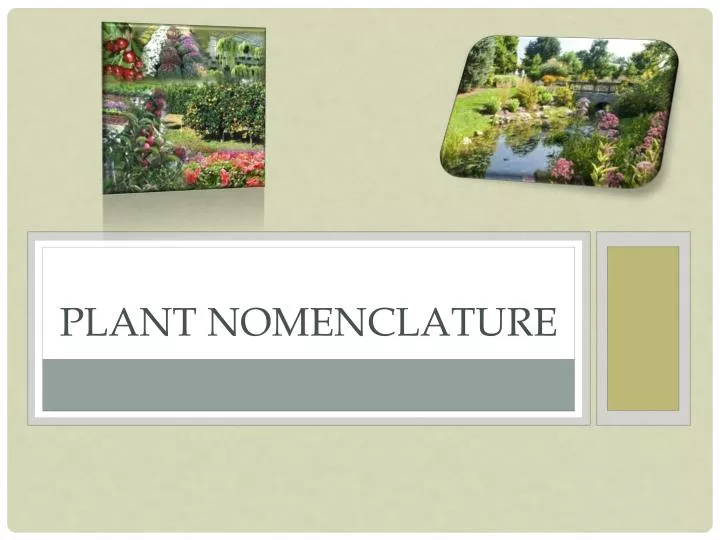 plant nomenclature