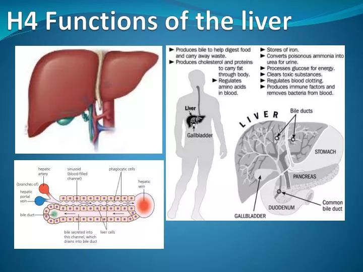 h4 functions of the liver