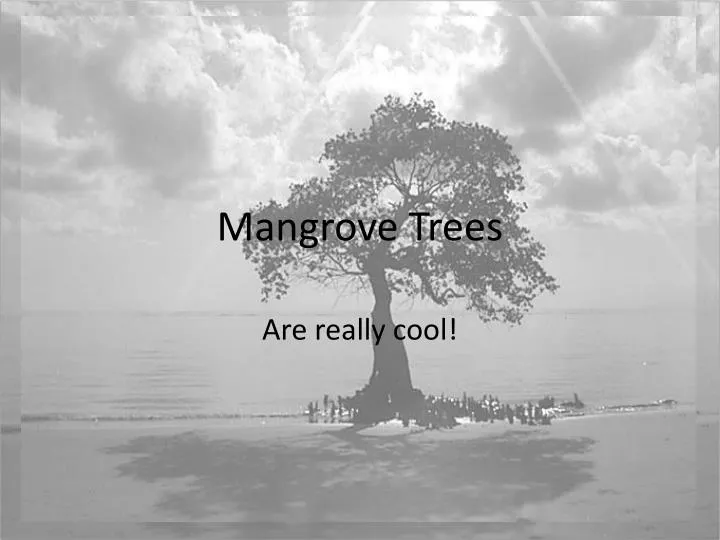 mangrove trees