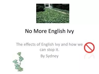 No More English Ivy
