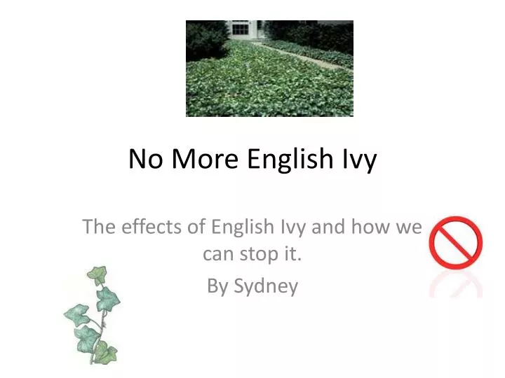 no more english ivy