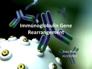 Immunoglobulin Gene Rearrangement