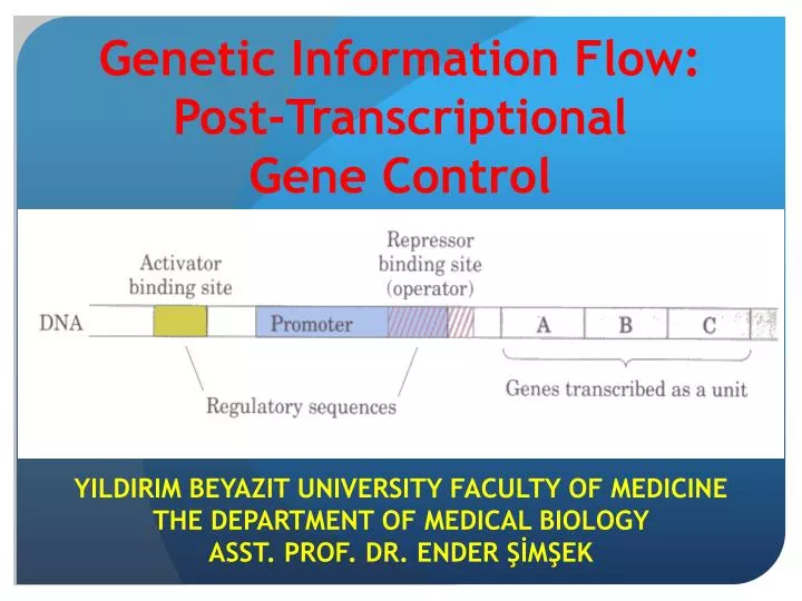 genetic information flow post transcriptional gene c ontrol