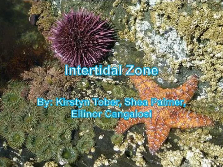 intertidal zone