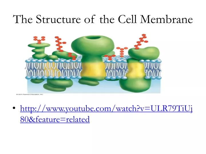 the structure of the cell membrane