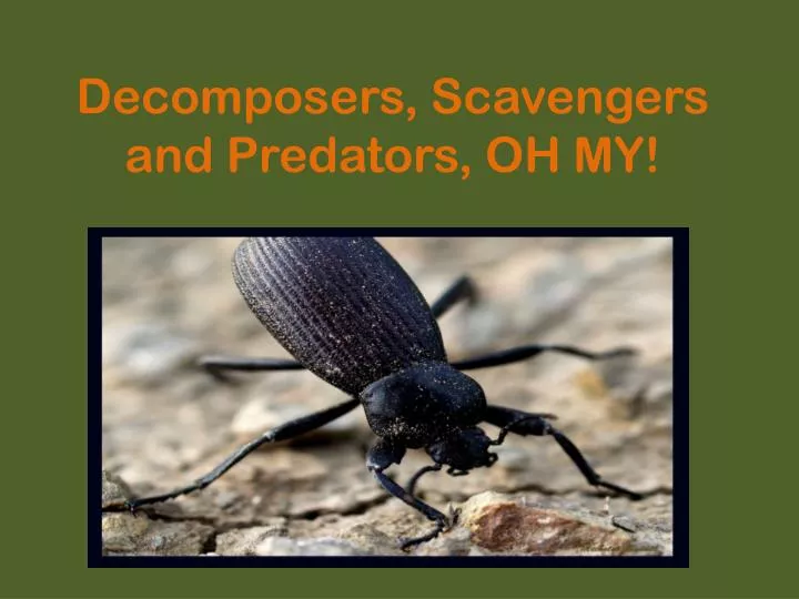 decomposers scavengers and predators oh my
