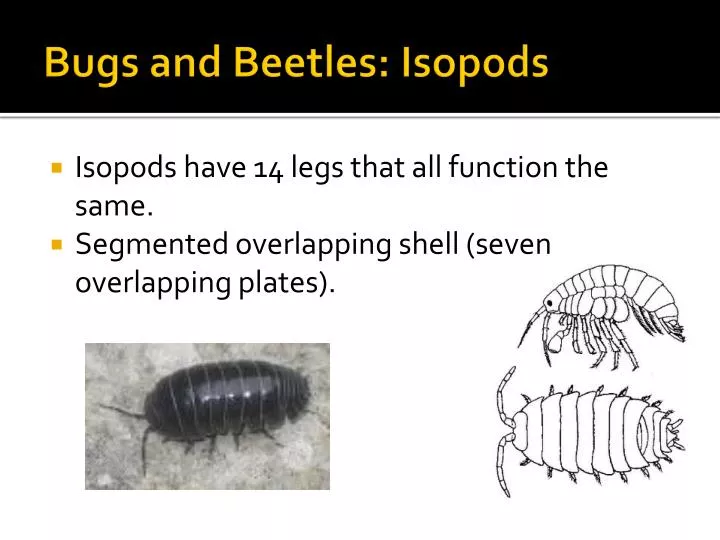 bugs and beetles isopods