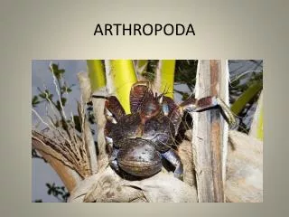 arthropoda
