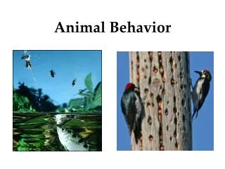 PPT - chapter 35 : animal behavior PowerPoint Presentation, free ...