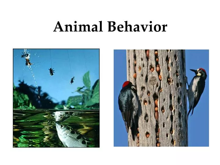 animal behavior