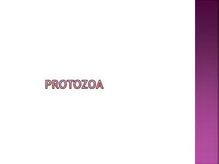 protozoa