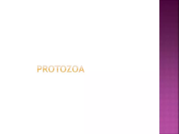 protozoa