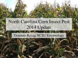 North Carolina Corn Insect Pest 2014 Update