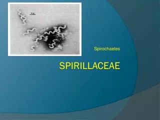 Spirillaceae