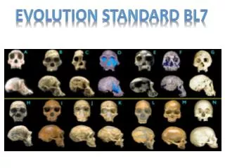 Evolution Standard BL7