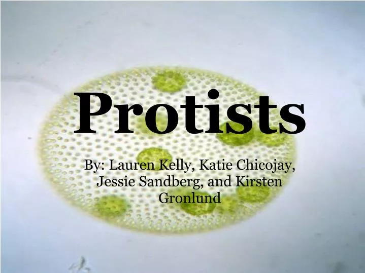 Ppt Protists Powerpoint Presentation Free Download Id2087733 