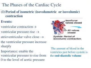 The Phases of the Cardiac Cycle Period of isometric ( isovolumetric or isovolumic ) contraction
