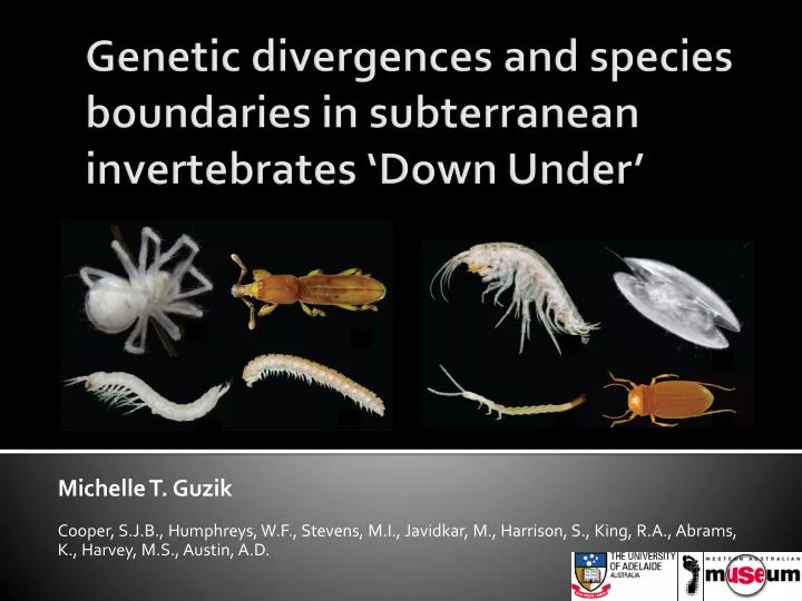 genetic divergences and species boundaries in subterranean invertebrates down under